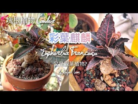 柳葉麒麟照顧|【柳葉麒麟照顧】雜草天堂 